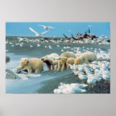 Noord-Slope, Alaska. Polaire Beren Ursus Poster (Voorkant)