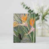 Noord - Strelitzia en Sugar Birds, Zuid - Afrika Briefkaart (Staand voorkant)