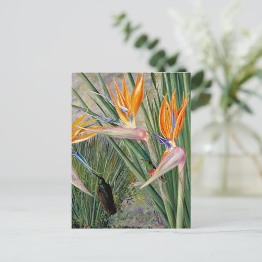 Noord - Strelitzia en Sugar Birds, Zuid - Afrika Briefkaart (Staand voorkant)