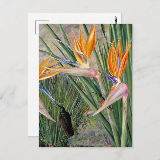 Noord - Strelitzia en Sugar Birds, Zuid - Afrika Briefkaart (Voorkant / Achterkant)