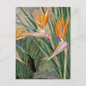 Noord - Strelitzia en Sugar Birds, Zuid - Afrika Briefkaart (Voorkant)