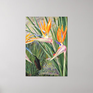 Noord - Strelitzia en Sugar Birds, Zuid - Afrika Canvas Afdruk