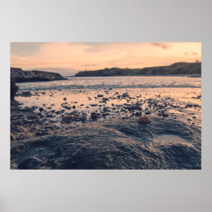 Noord-Zee Shell Poster