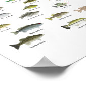 Noordamerikaanse Sunfish Group (naam) Poster (Hoek)