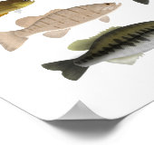 Noordamerikaanse zonneboot poster (Hoek)