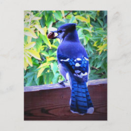 Noordblauwe jay W Peanut Beauful Blue Feathers Briefkaart