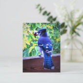 Noordblauwe jay W Peanut Beauful Blue Feathers Briefkaart (Staand voorkant)