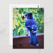 Noordblauwe jay W Peanut Beauful Blue Feathers Briefkaart (Voorkant / Achterkant)