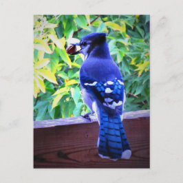 Noordblauwe jay W Peanut Beauful Blue Feathers Briefkaart