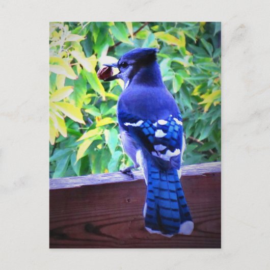 Noordblauwe jay W Peanut Beauful Blue Feathers Briefkaart (Voorkant)