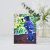 Noordblauwe jay W Peanut Beauful Blue Feathers Briefkaart (Staand voorkant)
