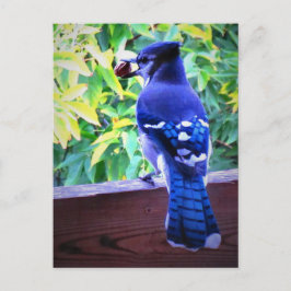 Noordblauwe jay W Peanut Beauful Blue Feathers Briefkaart