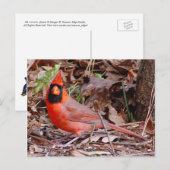 Noordelijk Kardinaal Briefkaart (Voorkant / Achterkant)
