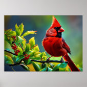 Noordelijk Kardinaal Poster (Voorkant)