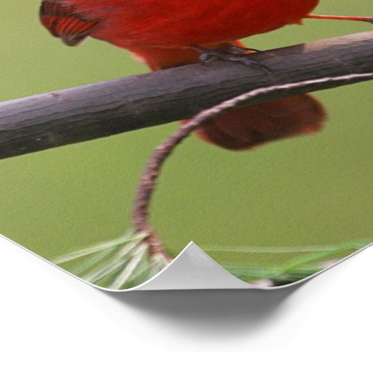 Noordelijk Kardinaal Poster (Hoek)