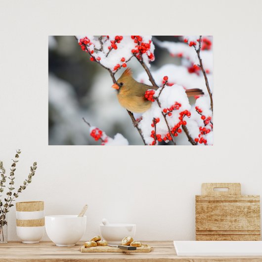 Noordelijk Kardinaal vrouw op Common Winterberry Poster (Keuken)