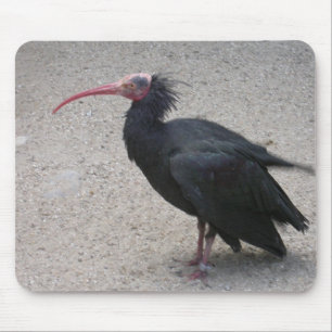 Noordelijke Bald Ibis Muismat