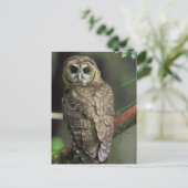Noordelijke Bevlekte Uil Briefkaart (Staand voorkant)