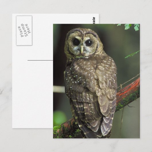Noordelijke Bevlekte Uil Briefkaart (Voorkant / Achterkant)