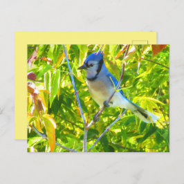 Noordelijke Blauwe Jay in Boom Natuur Aangepast Briefkaart