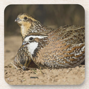 Noordelijke Bobwhite kwartel baby's bij vijver om Bier Onderzetter