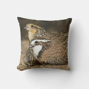 Noordelijke Bobwhite kwartel baby's bij vijver om Kussen