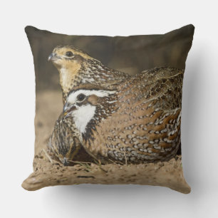 Noordelijke Bobwhite kwartel baby's bij vijver om Kussen