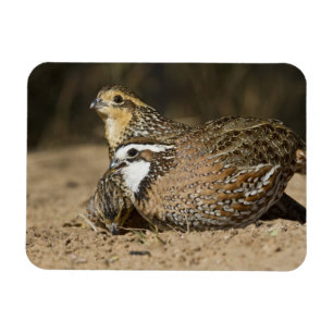 Noordelijke Bobwhite kwartel baby's bij vijver om  Magneet