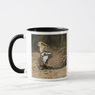 Noordelijke Bobwhite kwartel baby's bij vijver om  Mok
