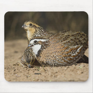 Noordelijke Bobwhite kwartel baby's bij vijver om  Muismat