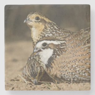 Noordelijke Bobwhite kwartel baby's bij vijver om  Stenen Onderzetter