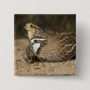 Noordelijke Bobwhite kwartel baby's bij vijver om  Vierkante Button 5,1 Cm