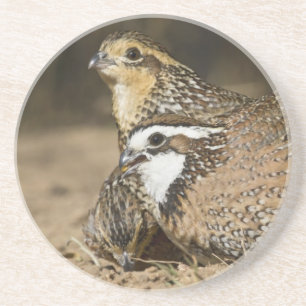 Noordelijke Bobwhite kwartel baby's bij vijver om  Zandsteen Onderzetter
