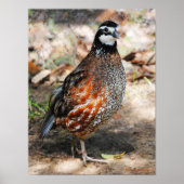 Noordelijke Bobwhite Poster (Voorkant)