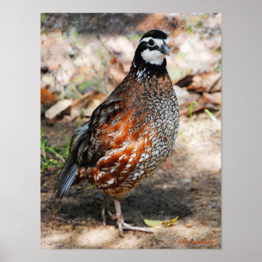 Noordelijke Bobwhite Poster (Voorkant)