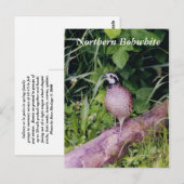 Noordelijke Bobwhite Quail Briefkaart (Voorkant / Achterkant)
