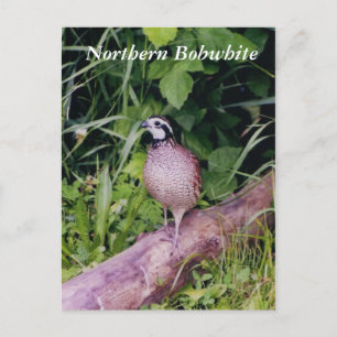 Noordelijke Bobwhite Quail Briefkaart