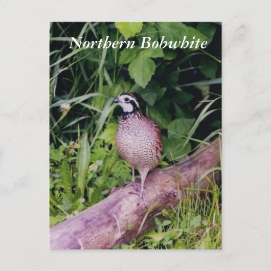 Noordelijke Bobwhite Quail Briefkaart (Voorkant)