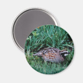 Noordelijke Bobwhite Quail Magneet (Voorkant / Achterkant)
