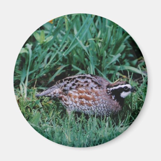 Noordelijke Bobwhite Quail Magneet (Voorkant)