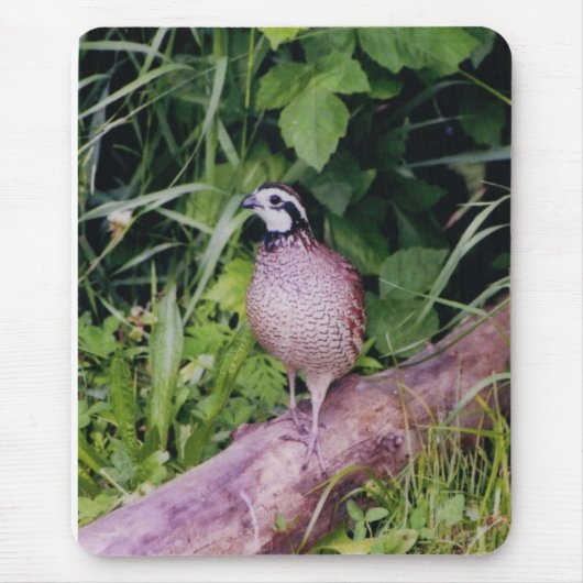 Noordelijke Bobwhite Quail Muismat (Voorkant)
