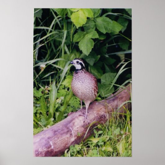 Noordelijke Bobwhite Quail Poster (Voorkant)