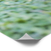 Noordelijke Bobwhite Quail Poster (Hoek)