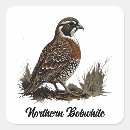 Noordelijke Bobwhite Vierkante Sticker (Voorkant)