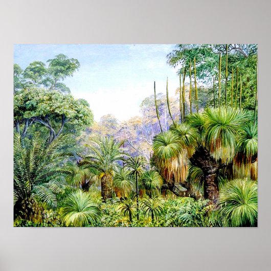 Noordelijke - Bosbouwschaal in West-Australië Poster (Voorkant)