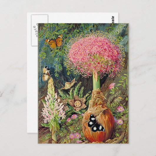 Noordelijke - Buphane Toricara en andere bloemen Briefkaart (Voorkant / Achterkant)