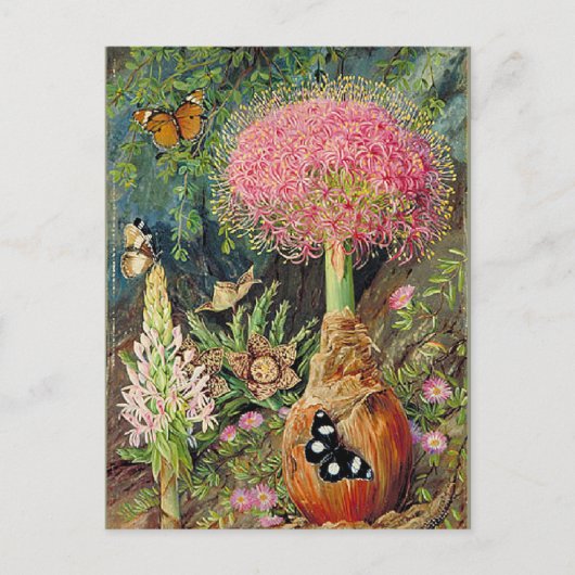 Noordelijke - Buphane Toricara en andere bloemen Briefkaart (Voorkant)