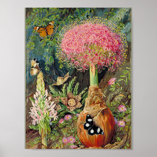 Noordelijke - Buphane Toricara en andere bloemen Poster