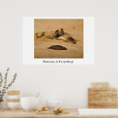 Noordelijke Californische olifantenzegels Poster (Keuken)