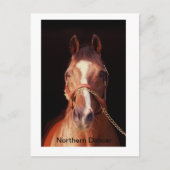 Noordelijke danser...De grootste steen ter wereld Briefkaart (Voorkant)